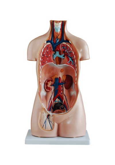 Insan Vücudu Modeli Torso 85Cm 20 Parça Cinsiyetsiz Tam Boy