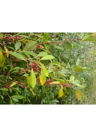 Japon İğdesi, Güz Zeytini Veya Güz Yemişi Elaeagnus Umbellata 1