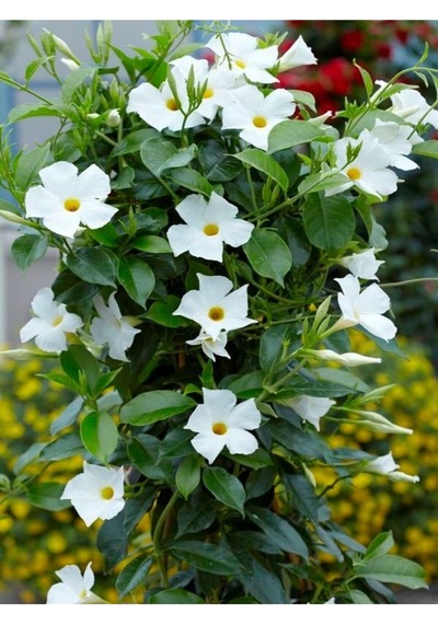 Kokulu Beyaz Mandavilla Sarmaşığı Çiçeği 3 Adet Saksılı/ Tüplü 50-70 Cm Mandavilla