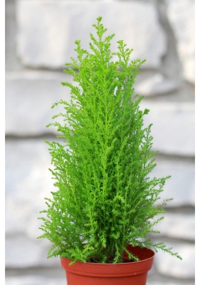 Dashing Look Limon Çamı Ağacı Tohumu / 5 Adet Tohum Th-2022dshnglkthm226