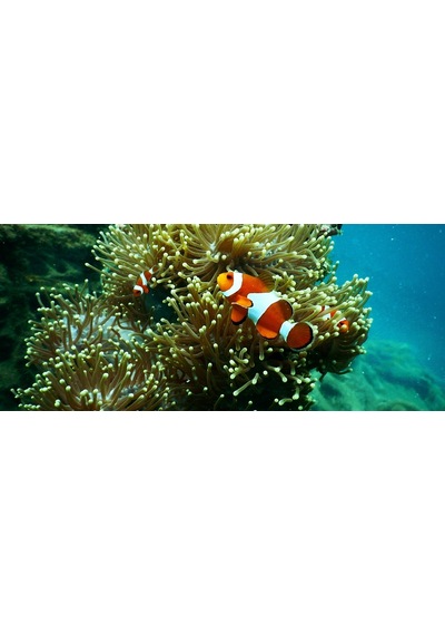 Kanki Pet 155 cm KP1556515 Akvaryum Arka Fon Yapıştırma 155x65 cm