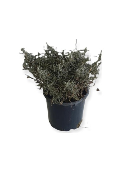 Aromatik Bitkiler, Mis Kokulu, 6'lı Set, Mercan Köşk, Lavanta, Lavantin, Biberiye, Kekik, Adaçayı
