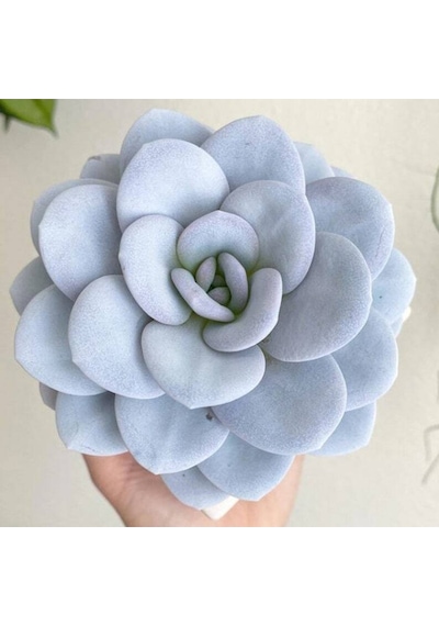 10 Adet Echeveria Laui Snow Lotus Succulent Tohumu