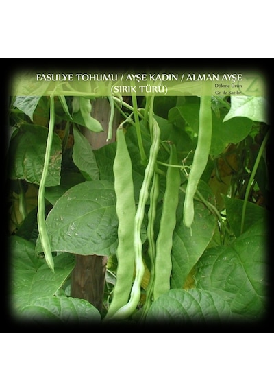 Ayşe Kadın Fasülye Tohumu 1KG 2500+Adt Alman Ayşe Sırık Fasulye
