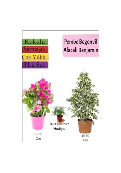 Beyaz Alacalı Benjamin Bitkisi+ Ağaç Menekşesi Duranta + Tül Çiçeği Hediyeli