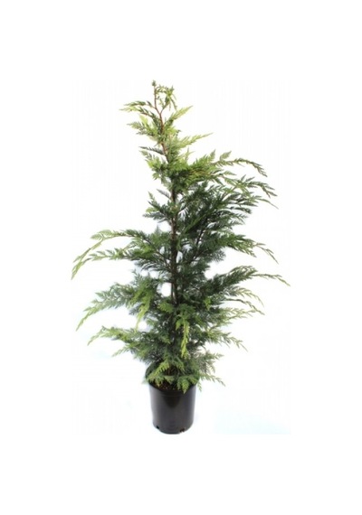 Cupressocyparis Leylandii Leylandi Çam Fidanı 60-100 Cm