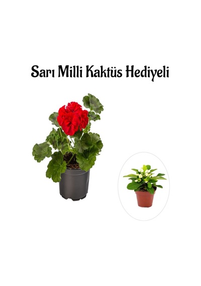 Hediyelik Kırmızı Sardunya Çiçeği Sevgililer Gününe Özel Sarı Milli Kaktüs Hediyeli