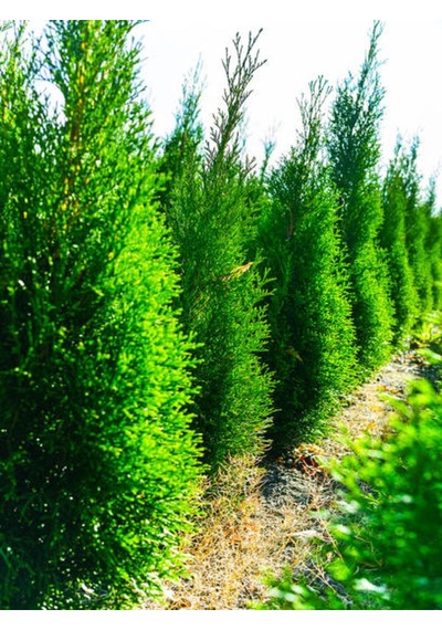 Videolu Limoni Servi Limon Kokulu Limon Çamı 30 40 Cm 1 Adet Saksılı Cupressus Macrocarpa