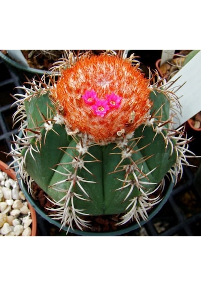 Melocactus Matanzanus Geniş Şapkalı Kafalı Kaktüs Tohumu 20 Tohu