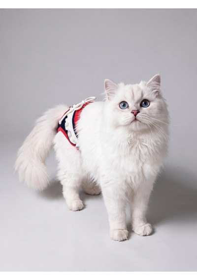Diva Liva Dişi Kedi Regl Külotu Don Kedi İç Çamaşırı Ayarlanabilir Bağcıklı Küçük Irklar İçin