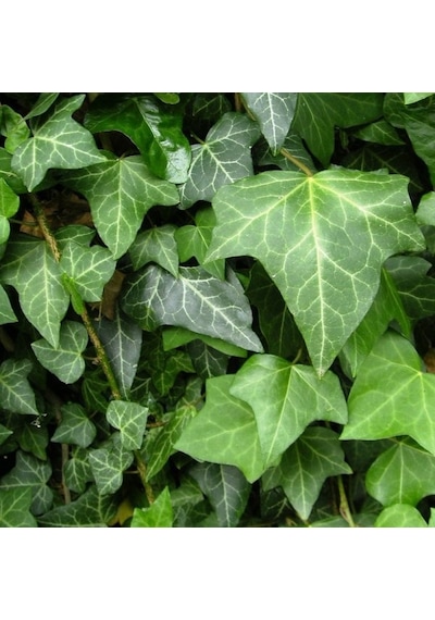 Hedera Sarmaşık 2 Adet - Askılı Saksıda  6257