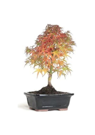 Nadir Ithal Bodur Acer Platum Bonzai Ağacı Tohumu Ekim Seti 5 Tohum Saksı Toprak Kombin