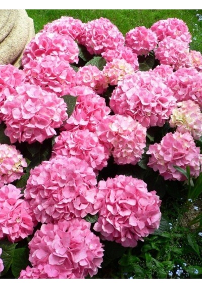 Videolu Pembe Çiçekli Ortanca Fidanı 30-55 Cm Tüplü Çiçekli Bodur Bitkiler Pink Hydrangea