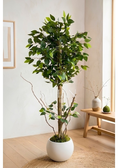 120 Cm Yapay Benjamin Ağacı Küre Saksılı Premium Salon Bitkisi Beyaz