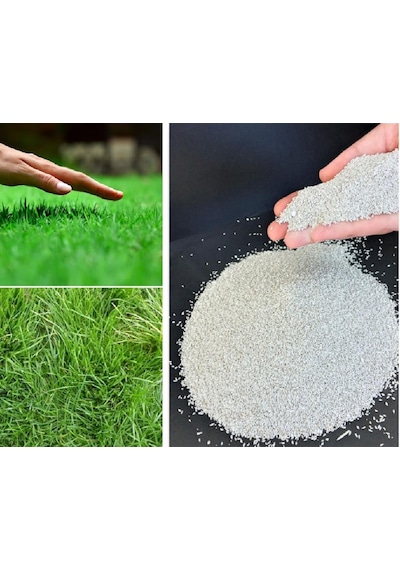 Bermuda Grass Çim Tohumu Cynodon Dactylon 1 Kg