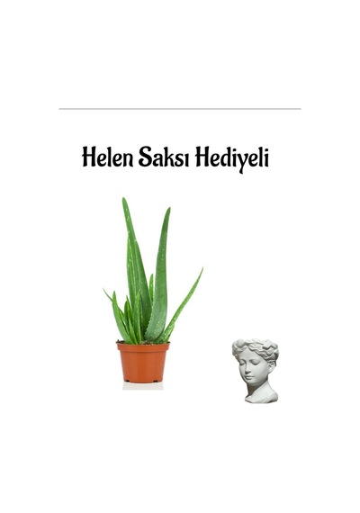 Dolgun Formlu Aleo Vera Bitkisi Sevgililer Gününe Özel Helen Saksı Hediyeli