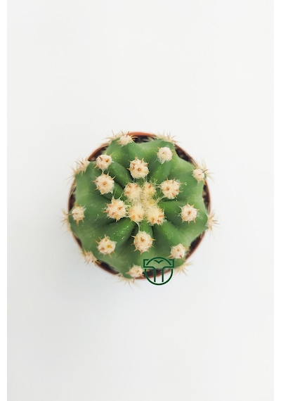 Echinopsis Subdenudata Beyaz Çiçekli Kaktüs 5.5 Cm Saksıda