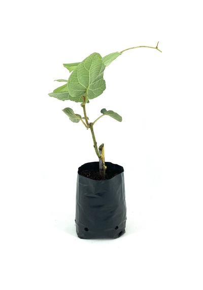 Hayward Kivi Fidanı-erkek 35-40 Cm Bol Verimli Soğuğa Dayanıklı