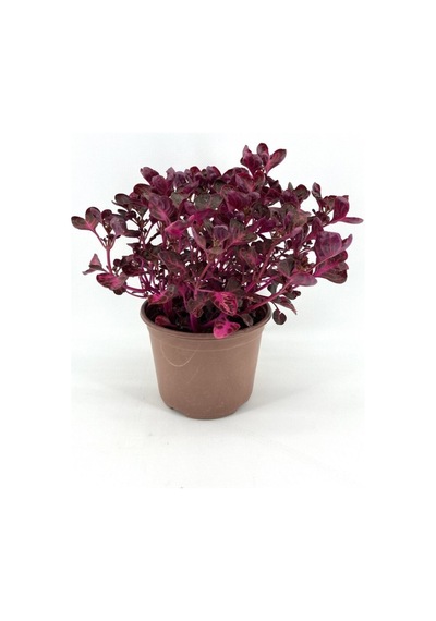 Kırmızı Çingene Şalvarı Bitkisi Fidanı 10-20 Cm