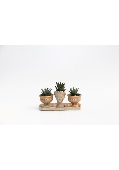 Trio Helen Orange Sukulent Seti - Haworthia Pumila. Limifolia