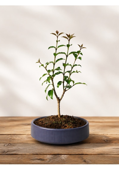 Bonsai L. Japonica - Grey Handmade Pot No: 7