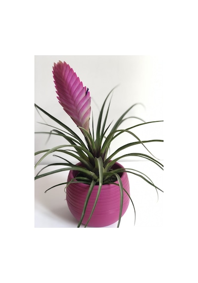 Tillandsia - Hava Çiçeği 5084