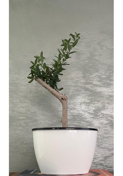 Kendinden Sulamalı Parlak Oval Akıllı Saksı Küçük Boy 11 X 17 X 11 Cm