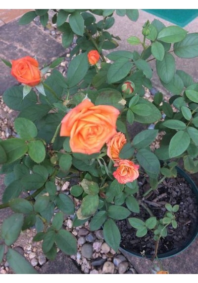 Minyatür Gül Turuncu Renkli 20 40 Cm 1 Adet Aşılı Gül Orange Rose