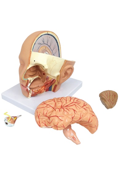 Baş Anatomik Modeli, Gerçek Boyut, 4 Parçalı - Baş Maketi 01