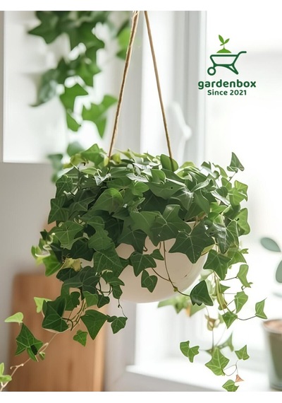 Yeşil Hedera Helix Sarmaşığı Makrome Saksıda 1 Adet Saksılı 30-40cm