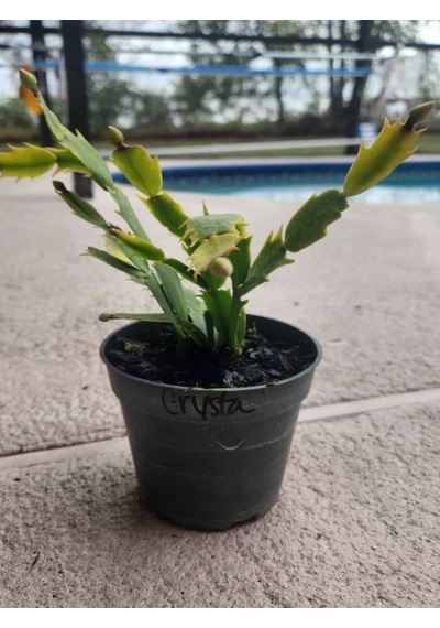 Turuncu Renk Yılbaşı Çiçeği 1 Adet 10-20cm Saksılı Schlumbergera