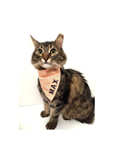 Fularlı Kedi Köpek Tasma Seti