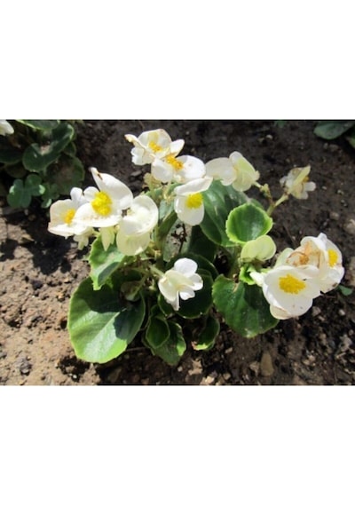 Çok Avantajlı Beyaz Begonya Çiçeği 30 Cm Saksılı