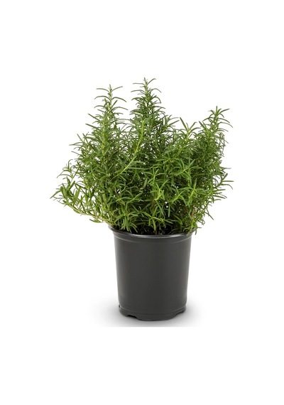 Saksıda Biberiye Fidanı 20-30 cm