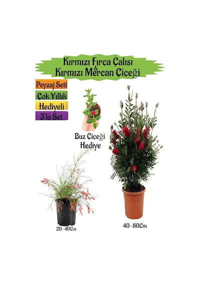 Kırmızı Fırça Çalısı+kırmızı Mercan Çiçeği+buz Çiçeği Hediyeli Peyzaj Seti