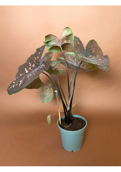 Caladium Caladium Bicolor 63 Cm Bordo Yapraklı Form