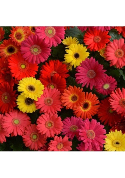 Tohum Dünyam Karışık Renkli Gerbera Çiçeği Tohumu Diğer