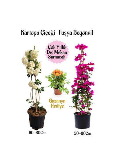 Kartopu Çiçeği 1 Adet +fuşya Begonvil 1 Adet+ Sarı Gazanya Hediyeli Saksılı Bahçe Seti