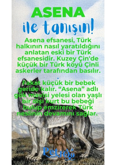 Petjoo 25.Asena Mavi-Yeşil Qr'lı Köpek Künyesi