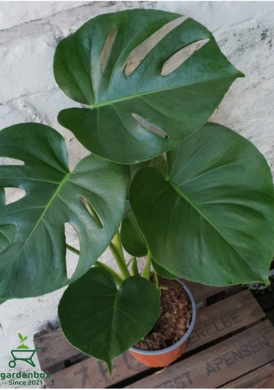 Canlı Yapraklı Deve Tabanı Çiçeği Monstera Deliciosa 30-60cm