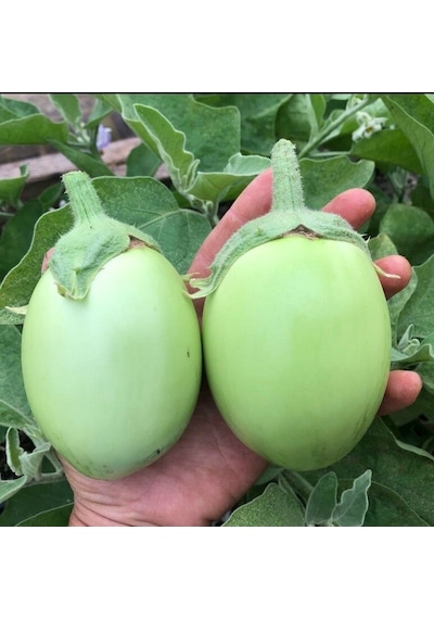 Apple Green Etli Patlıcan Tohumu 15 Tohum