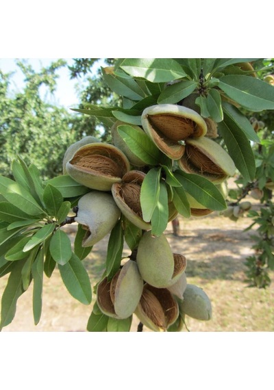 Ferraduel Badem Fidanı ( Açık Köklü -Aşılı - 2 Yaş - 100 CM)