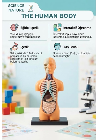 Minyatür İnsan Gövdesi 7 Parça Takılabilir Organ Anatomisi Vücut Tanıma Eğitim Seti 15 Cm