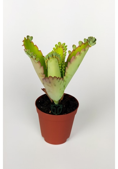 Aşkın Gözyaşları Çiçeği Kalanchoe Daigremontiana Yeşil Çiçekli 5.