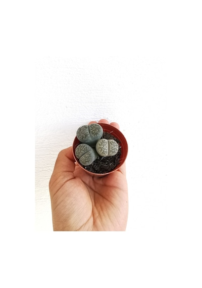 Lithops Taş Kaktüs