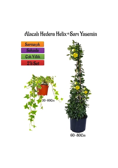 Sarı Alacalı Duvar Sarmaşığı+sarı Yasemin Çiçeği 2'li Bahçe Peyzaj Seti
