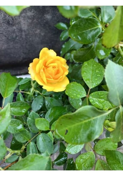 Yediveren Kokulu Sarı Gül Fidanı 5 Adet Saksılı/tüplü 30-65 Cm Yellow Rose