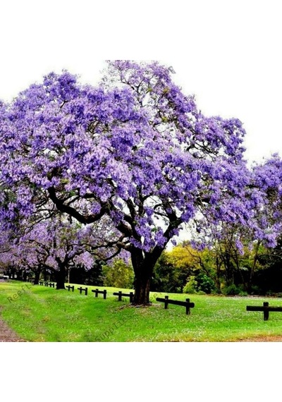 Paulownia Çin Kavağı Fidanı 15-20 Cm Saksılı