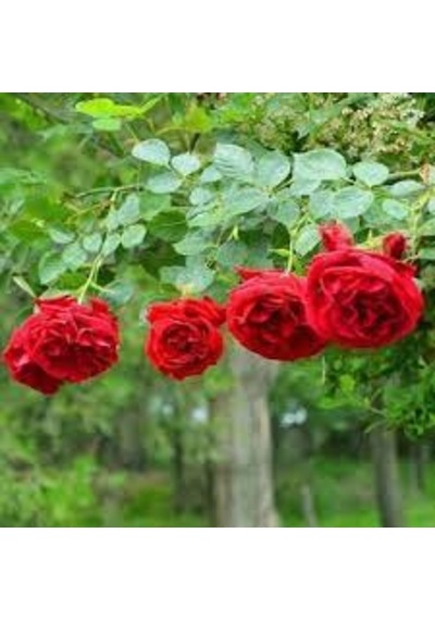 5 Adet Tohum Nadir Kırmızı Sarmaşık Gül Tohumu Villa Sarmaşığı To
