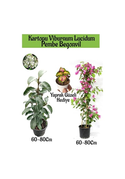 Favori Ürün Kartopu Viburnum 1 Adet+pembe Begonvil 1 Adet+yaprak Güzeli Hediye Bahçe Bitkisi